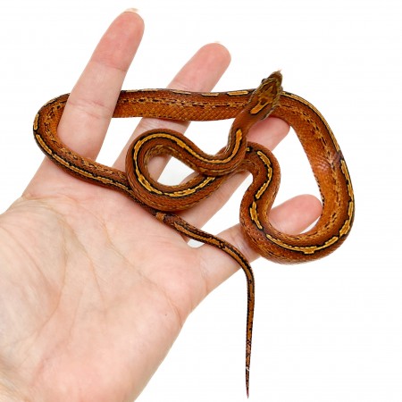 Pantherophis guttatus "Tessera Bloodred" - Serpent des blés