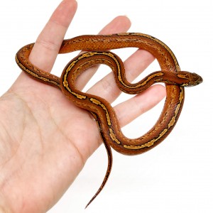 Pantherophis guttatus...