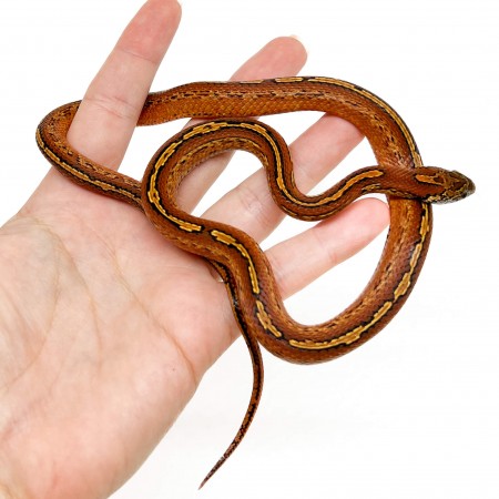Pantherophis guttatus "Tessera Bloodred" - Serpent des blés