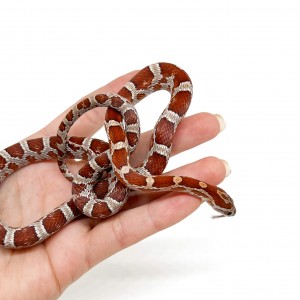 Pantherophis guttatus...