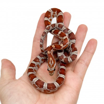 Pantherophis guttatus "Miami" - Serpent des blés