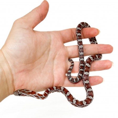 Pantherophis guttatus "Miami" - Serpent des blés
