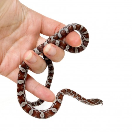 Pantherophis guttatus "Miami" - Serpent des blés