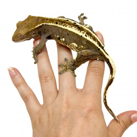 Correlophus ciliatus "Dalmatien pinstripe" -Adulte- Gecko à crête