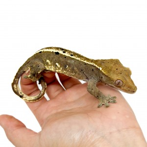 Correlophus ciliatus...