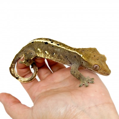Correlophus ciliatus "Dalmatien pinstripe" -Adulte- Gecko à crête
