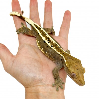 Correlophus ciliatus "Dalmatien pinstripe" -Adulte- Gecko à crête