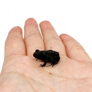 Bufo formosus (japonicus) -...