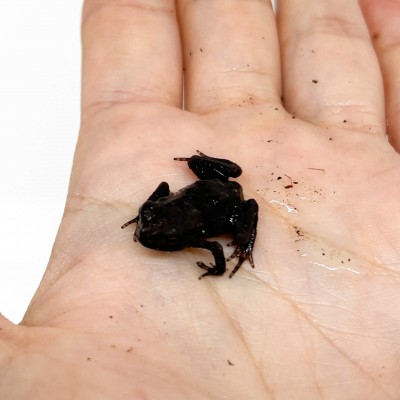 Bufo formosus (japonicus) - Crapaud japonais