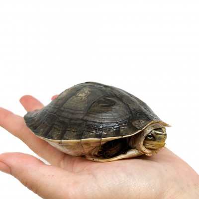 Cuora amboinensis - Tortue boite asiatique