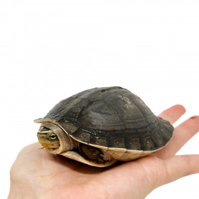 Cuora amboinensis - Tortue boite asiatique