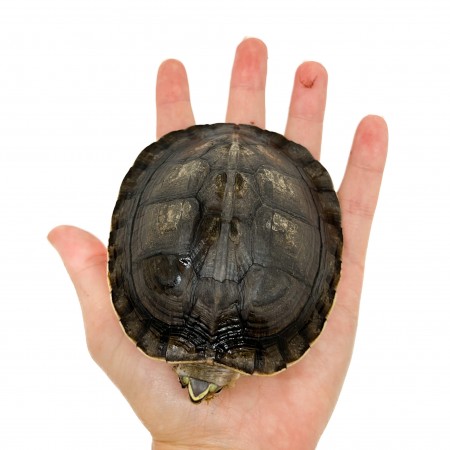 Cuora amboinensis - Tortue boite asiatique