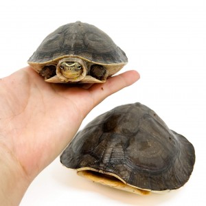 Cuora amboinensis - Tortue...