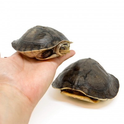 Cuora amboinensis - Tortue boite asiatique