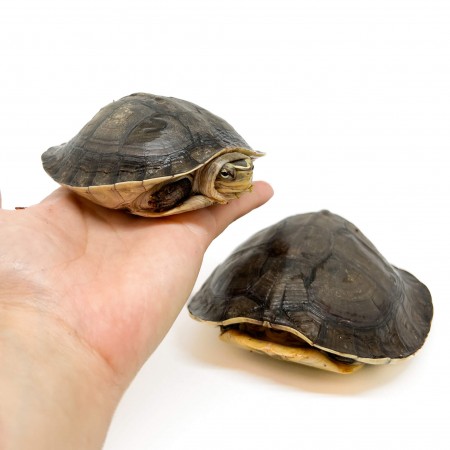 Cuora amboinensis - Tortue boite asiatique