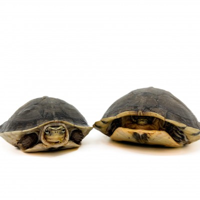 Cuora amboinensis - Tortue boite asiatique