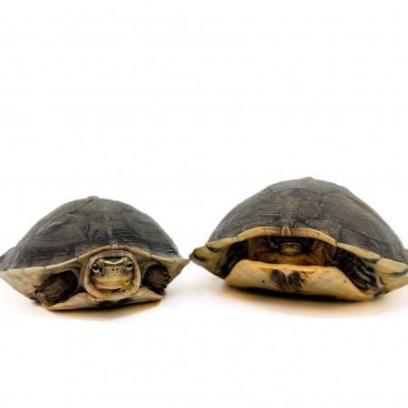 Cuora amboinensis - Tortue boite asiatique