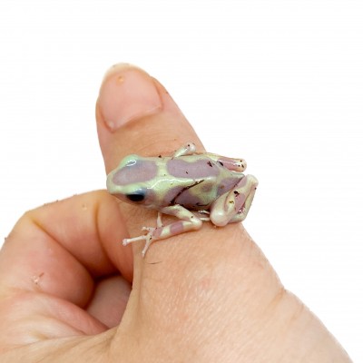 Dendrobates auratus "Albinos" - Dendrobates doré
