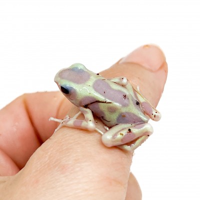 Dendrobates auratus "Albinos" - Dendrobates doré