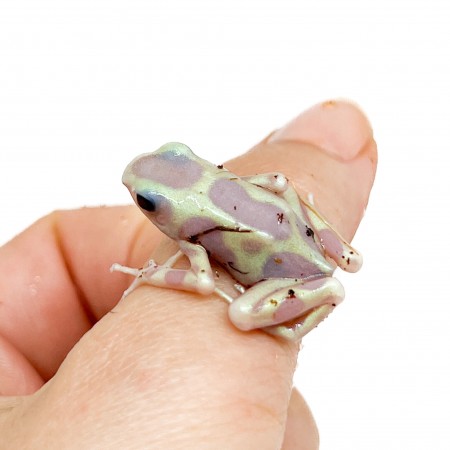 Dendrobates auratus "Albinos" - Dendrobates doré