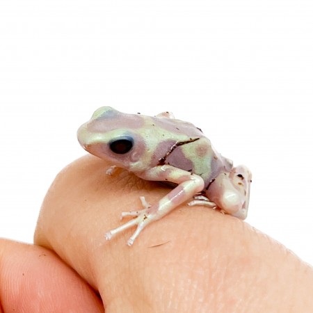 Dendrobates auratus "Albinos" - Dendrobates doré