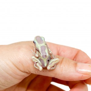 Dendrobates auratus...