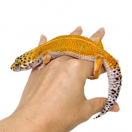 Eublepharis macularius "Red Stripe" - Gecko léopard