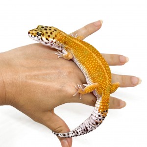 Eublepharis macularius "Red...