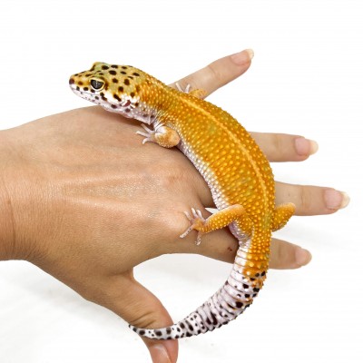 Eublepharis macularius "Red Stripe" - Gecko léopard