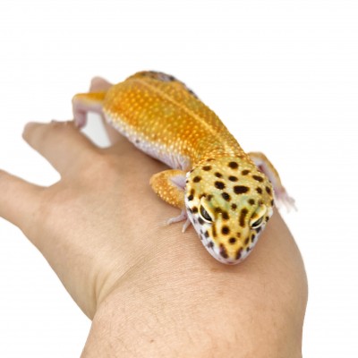 Eublepharis macularius "Red Stripe" - Gecko léopard