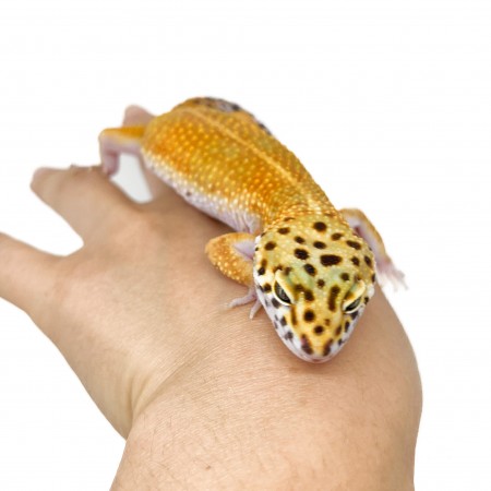 Eublepharis macularius "Red Stripe" - Gecko léopard