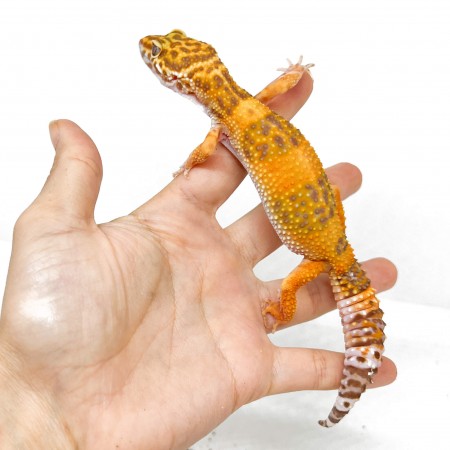 Eublepharis macularius "Tremper albinos" - Gecko léopard
