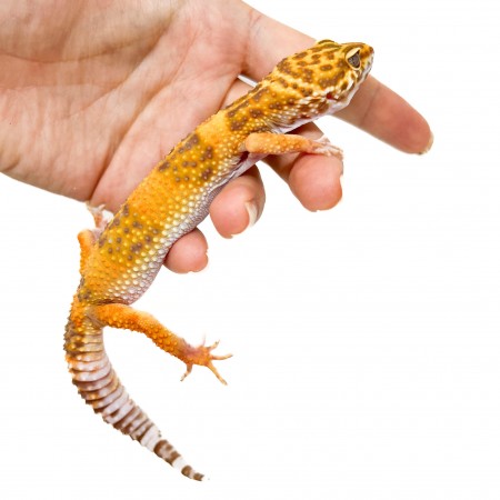 Eublepharis macularius "Tremper albinos" - Gecko léopard