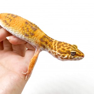 Eublepharis macularius...