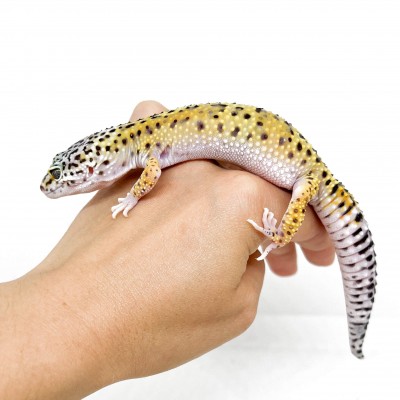 Eublepharis macularius "High yellow" - Gecko léopard
