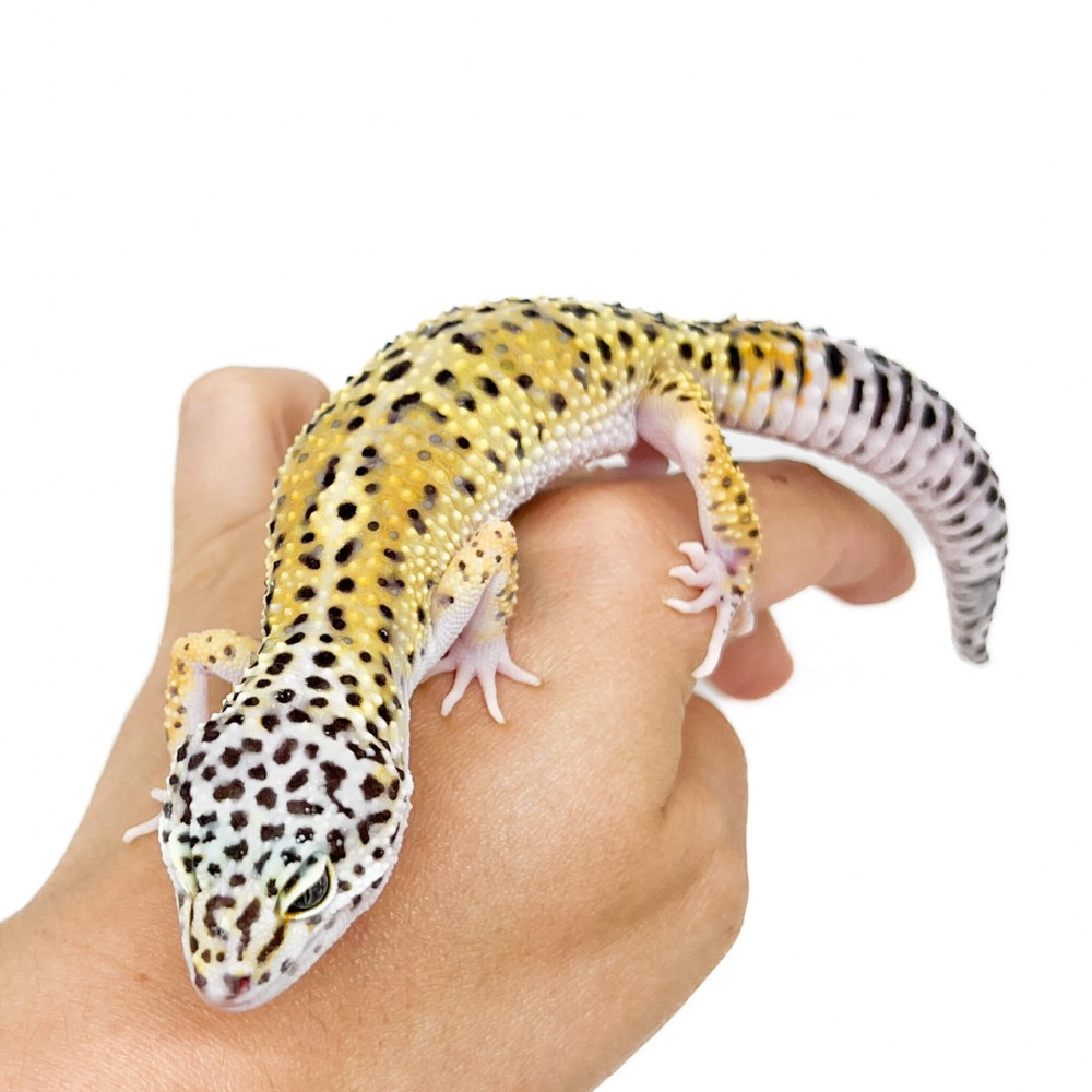 Eublepharis macularius "High yellow" - Gecko léopard Eublepharis macularius "High yellow" - Gecko léopard