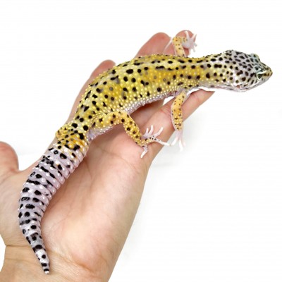 Eublepharis macularius "High yellow" - Gecko léopard