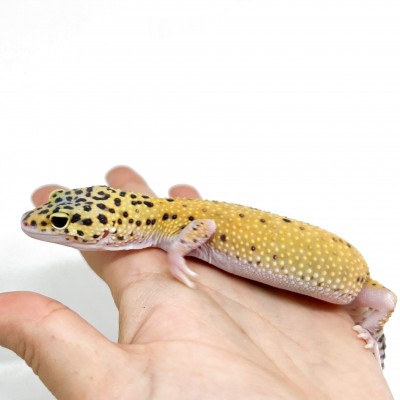 Eublepharis macularius "Eclipse" - Gecko léopard
