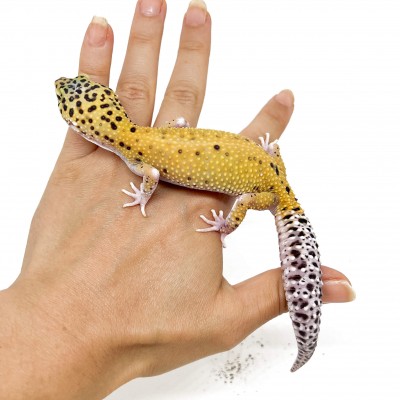 Eublepharis macularius "Eclipse" - Gecko léopard
