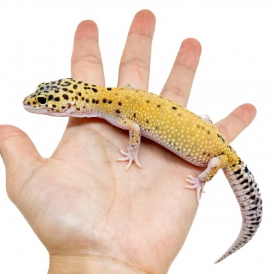 Eublepharis macularius "Eclipse" - Gecko léopard