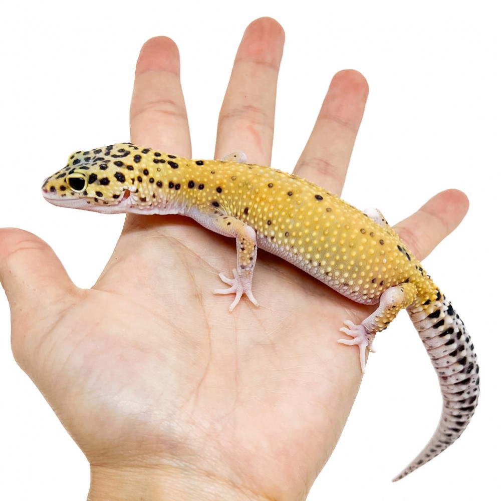 Eublepharis macularius "Eclipse" - Gecko léopard