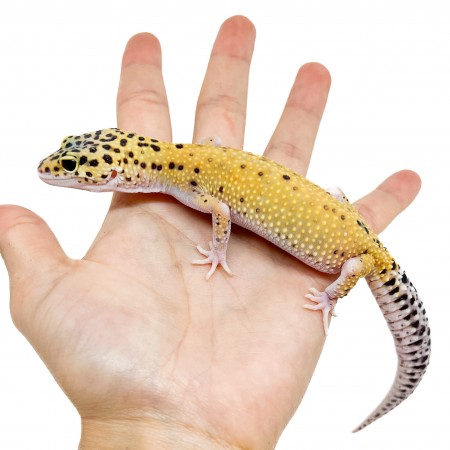 Eublepharis macularius "Eclipse" - Gecko léopard