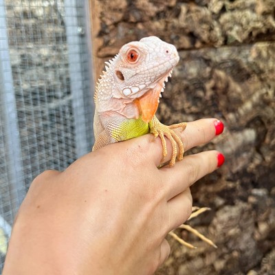 Iguana iguana - Mâle nommé Grogu - Iguane vert