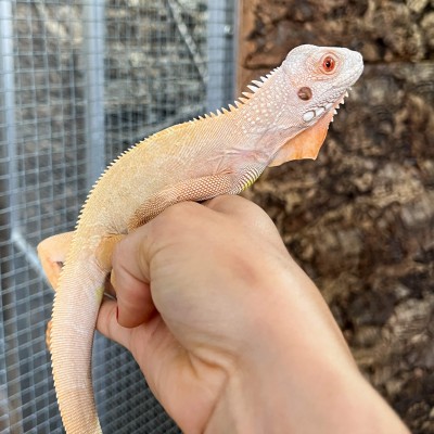Iguana iguana - Mâle nommé Grogu - Iguane vert