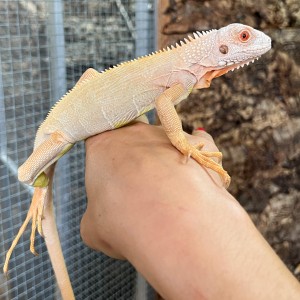 Iguana iguana - Mâle nommé...