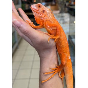 Iguana iguana - Mâle nommé...