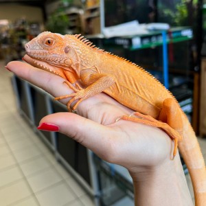 Iguana iguana - Mâle nommé...