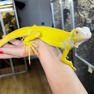 Iguana iguana - Femelle nommée Oberyn - Iguane vert