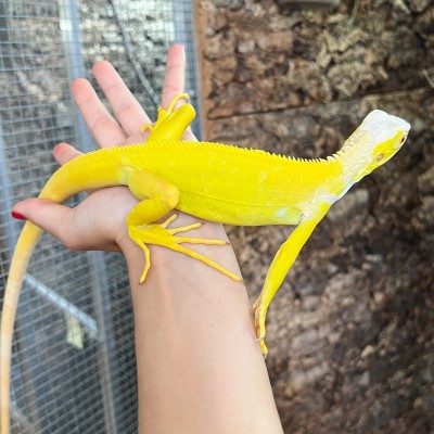 Iguana iguana - Femelle nommée Oberyn - Iguane vert
