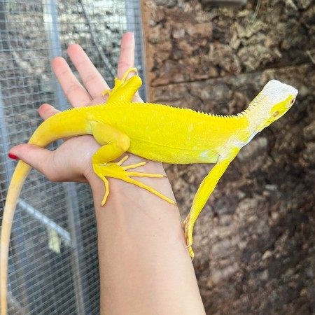 Iguana iguana - Femelle nommée Oberyn - Iguane vert